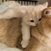 Стикер 43 больше ྀི