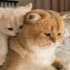 Стикер 44 больше ྀི