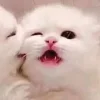 Стикер 5 больше ྀི