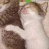 Стикер 34 больше ྀི