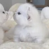 Стикер 2 больше ྀི