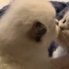 Стикер 8 больше ྀི