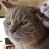 Стикер 13 больше ྀི