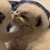 Стикер 9 больше ྀི