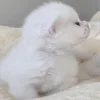 Обложка набора больше ྀི