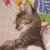 Стикер 33 больше ྀི
