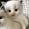 Стикер 18 больше ྀི