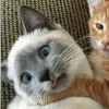 Стикер 22 больше ྀི