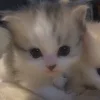 Стикер 31 больше ྀི