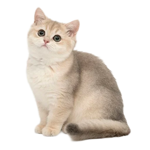 🐈 Стикер «киттики» для Telegram