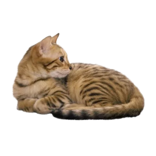 🐈 Стикер «киттики» для Telegram