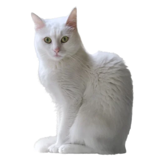 🐈 Стикер «киттики» для Telegram