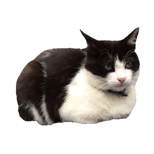 🐈 Стикер «киттики» для Telegram