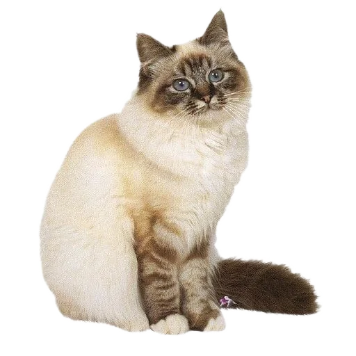 🐈 Стикер «киттики» для Telegram