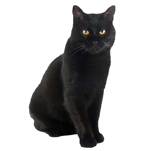 🐈 Стикер «киттики» для Telegram