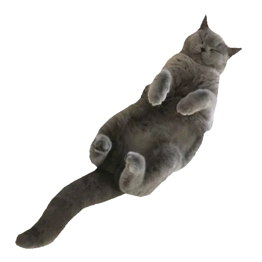 🐈 Стикер «киттики» для Telegram