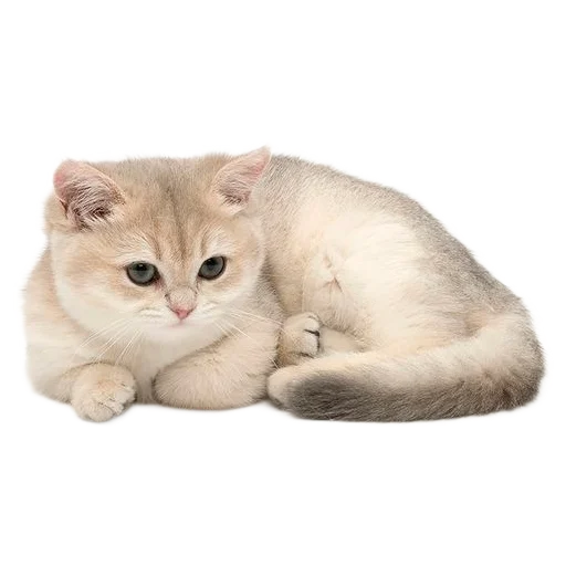 🐈 Стикер «киттики» для Telegram