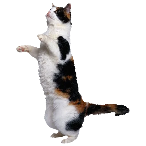 🐈 Стикер «киттики» для Telegram