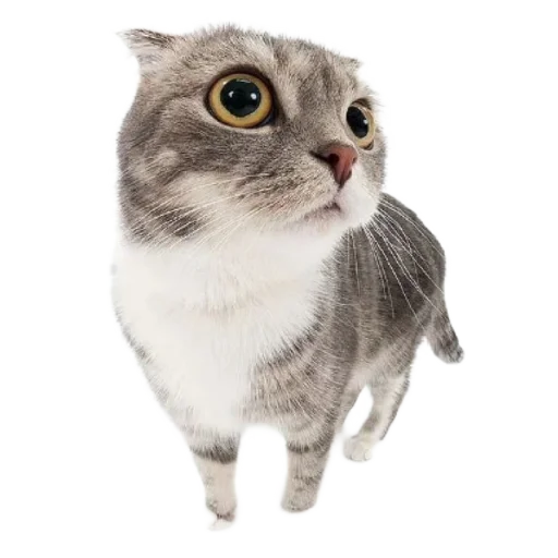 🐈 Стикер «киттики» для Telegram