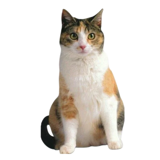 🐈 Стикер «киттики» для Telegram