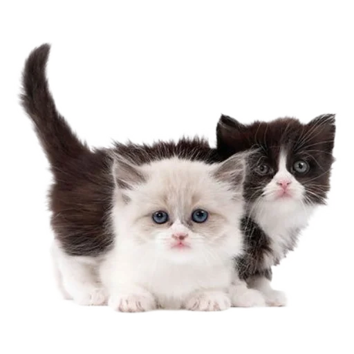 🐈 Стикер «киттики» для Telegram
