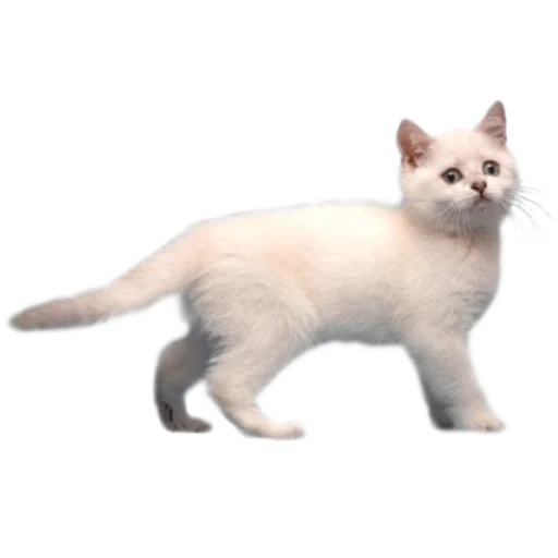 🐈 Стикер «киттики» для Telegram