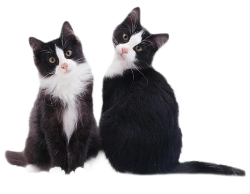 🐈 Стикер «киттики» для Telegram