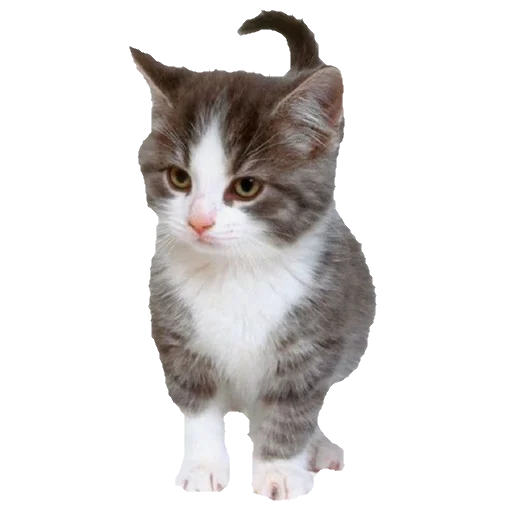 🐈 Стикер «киттики» для Telegram