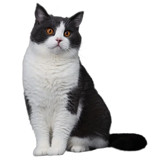 🐈 Стикер «киттики» для Telegram