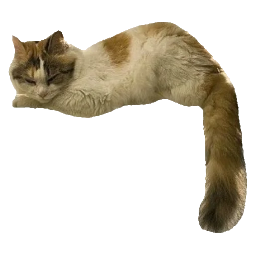 🐈 Стикер «киттики» для Telegram