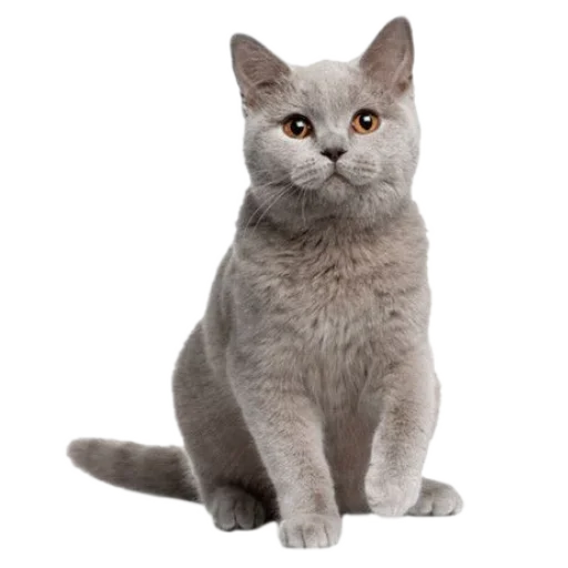 🐈 Стикер «киттики» для Telegram