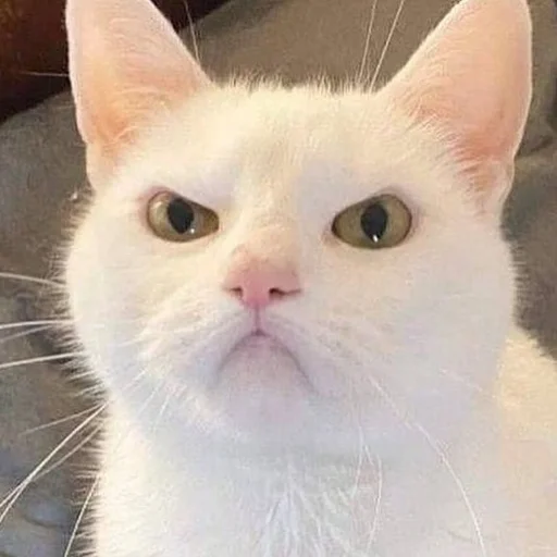 😤 Стикер «Kittos» для Telegram