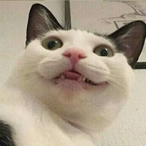 😬 Стикер «Kittos» для Telegram