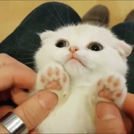 😵‍💫 Стикер «Kittos» для Telegram