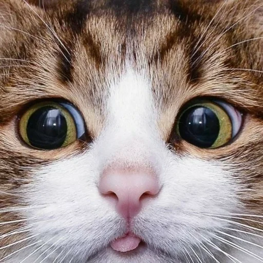 😝 Стикер «Kittos» для Telegram
