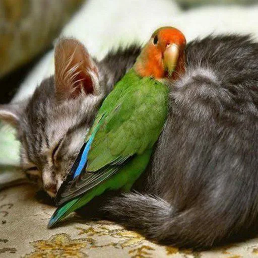 🦜 Стикер «Kittos» для Telegram