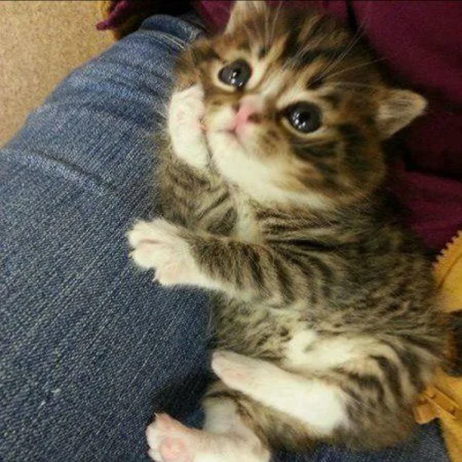 🥺 Стикер «Kittos» для Telegram