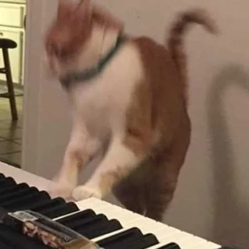 🎹 Стикер «Kittos» для Telegram