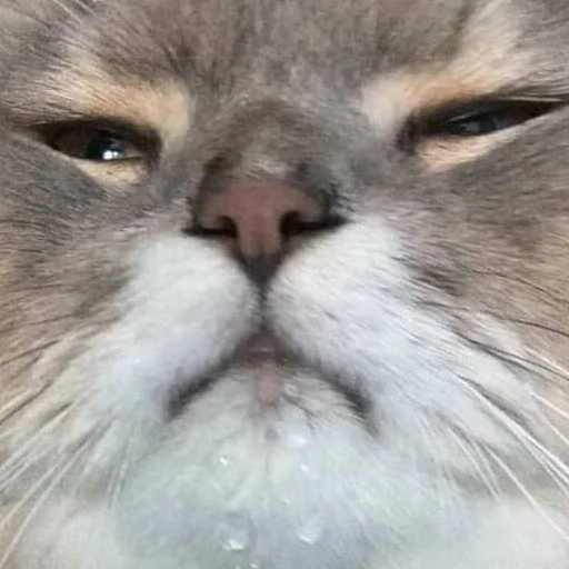 😾 Стикер «Kittos» для Telegram