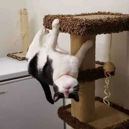 🙃 Стикер «Kittos» для Telegram