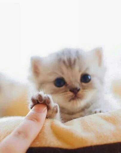 🙌 Стикер «Kittos» для Telegram