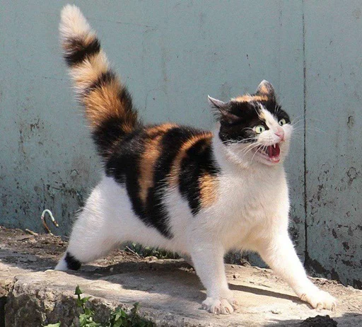 😾 Стикер «Kittos» для Telegram