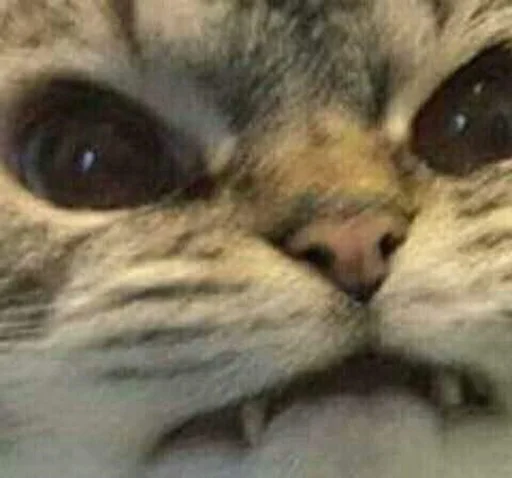 😾 Стикер «Kittos» для Telegram