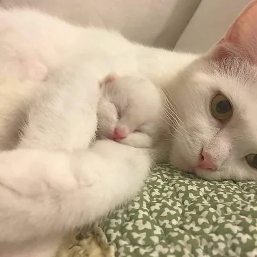 💤 Стикер «Kittos» для Telegram