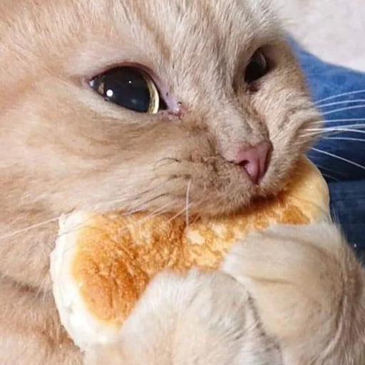😋 Стикер «Kittos» для Telegram