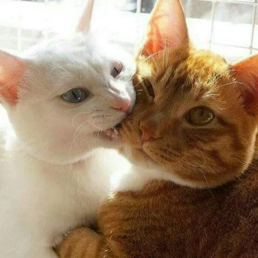 🥰 Стикер «Kittos» для Telegram