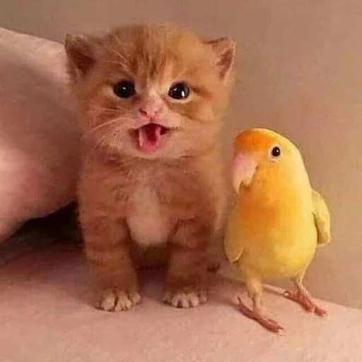 🐥 Стикер «Kittos» для Telegram