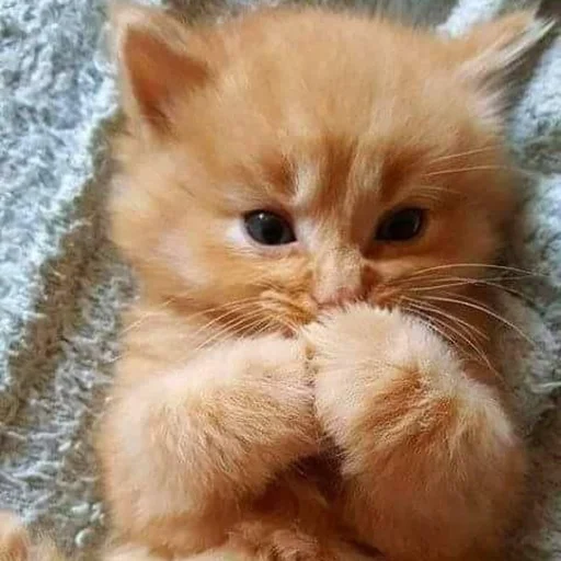 ☺️ Стикер «Kittos» для Telegram