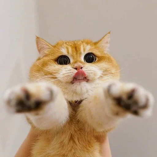 😁 Стикер «Kittos» для Telegram