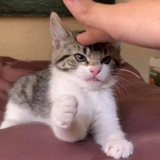 😾 Стикер «Kittos» для Telegram